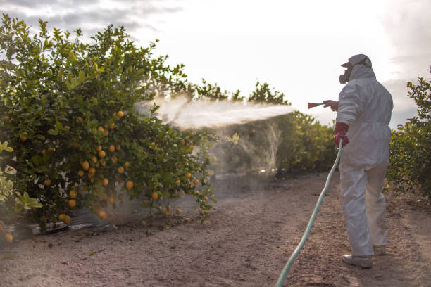 Best Wasp Removal Services  in Ke Providence, LA