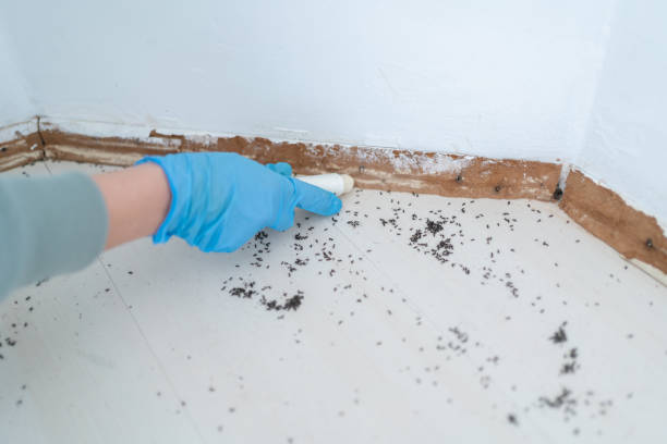 Best Insect Control  in Ke Providence, LA